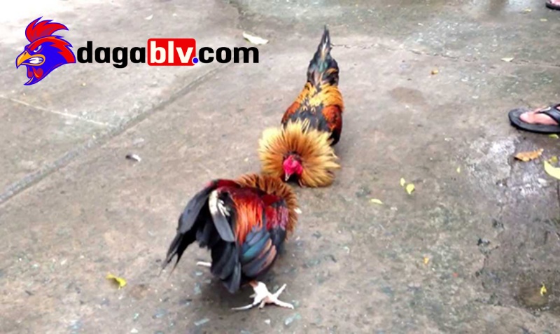 Giai thoại gà cao lãnh