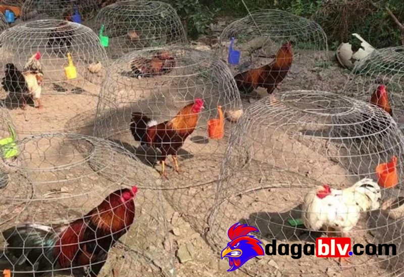 Những đặc điểm của giống gà Cao Lãnh