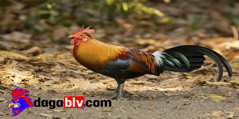 Mua gà rừng Saipan ở đâu?