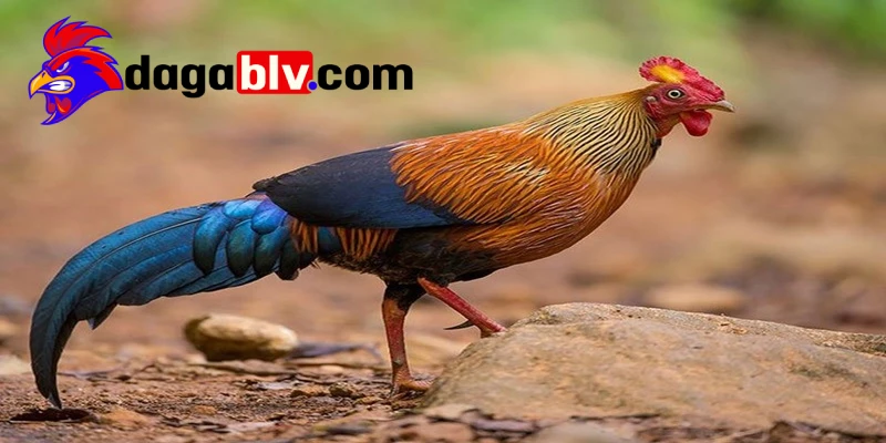 Đặc điểm nhận dạng gà rừng Saipan như thế nào?