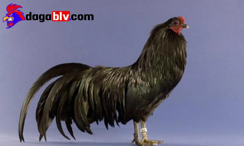 Hành vi, tập tính của giống gà chọi Sumatra