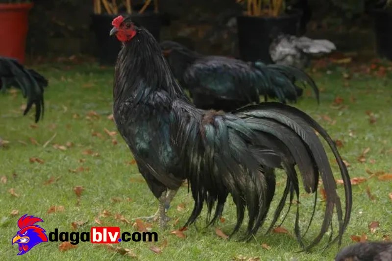Gà Sumatra – Chiến binh đuôi dài cực đẳng cấp tại Indonesia 2 Gà Sumatra – Chiến binh đuôi dài cực đẳng cấp tại Indonesia Đặc điểm nhận dạng gà Sumatra