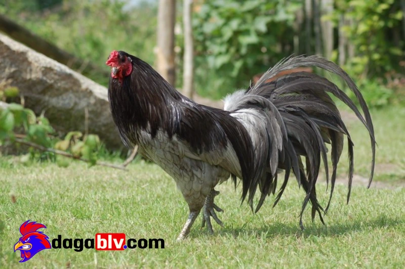 Gà Sumatra – Chiến binh đuôi dài cực đẳng cấp tại Indonesia 1 Gà Sumatra – Chiến binh đuôi dài cực đẳng cấp tại Indonesia Nguồn gốc của giống gà Sumatra
