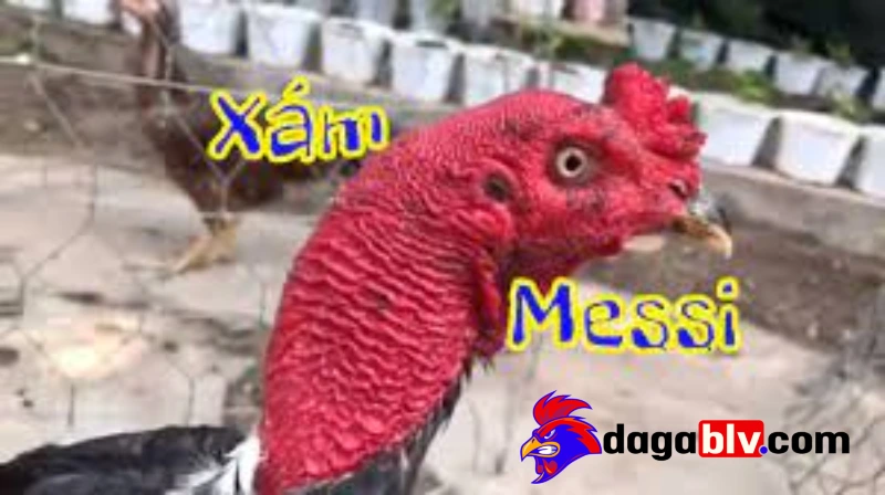 Xám Messi - Chiến kê huyền thoại bất bại trong giới gà đá 1 Xám Messi - Chiến kê huyền thoại bất bại trong giới gà đá Toàn bộ thông tin về gà đá Xám Messi