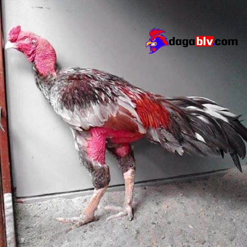 Xám Messi - Chiến kê huyền thoại bất bại trong giới gà đá 3 Xám Messi - Chiến kê huyền thoại bất bại trong giới gà đá Những trận gà bất hữu của huyền thoại chiến kê