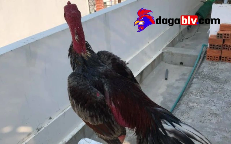 Xám Messi - Chiến kê huyền thoại bất bại trong giới gà đá 5 Xám Messi - Chiến kê huyền thoại bất bại trong giới gà đá Trận thứ 8