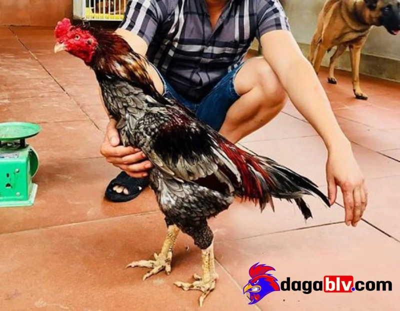 Thời kỳ đỉnh cao và thành tích nổi bật 