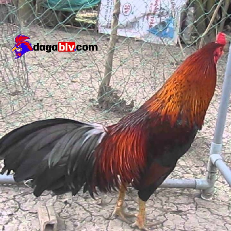 Đặc điểm nhận dạng gà Chợ Lách