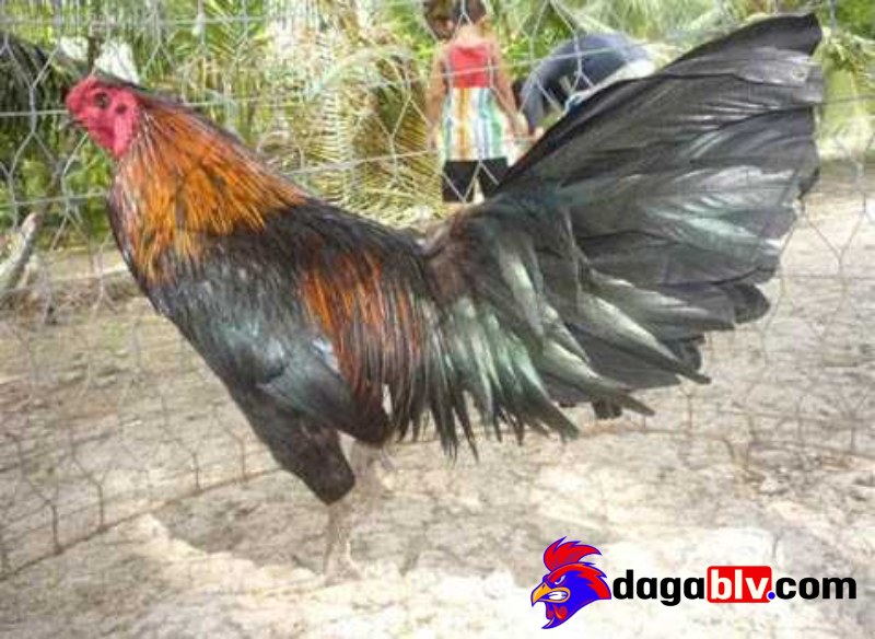 Những điều cần lưu ý khi mua gà Chợ Lách