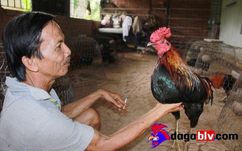 Chăm sóc gà Chợ Lách sao cho săn chắc