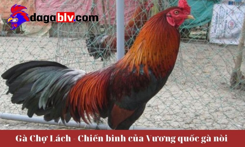 Nguồn gốc và xuất xứ của giống gà Chợ Lách, Bến Tre