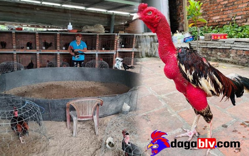 Tại sao gà chọi cần lên chuồng?