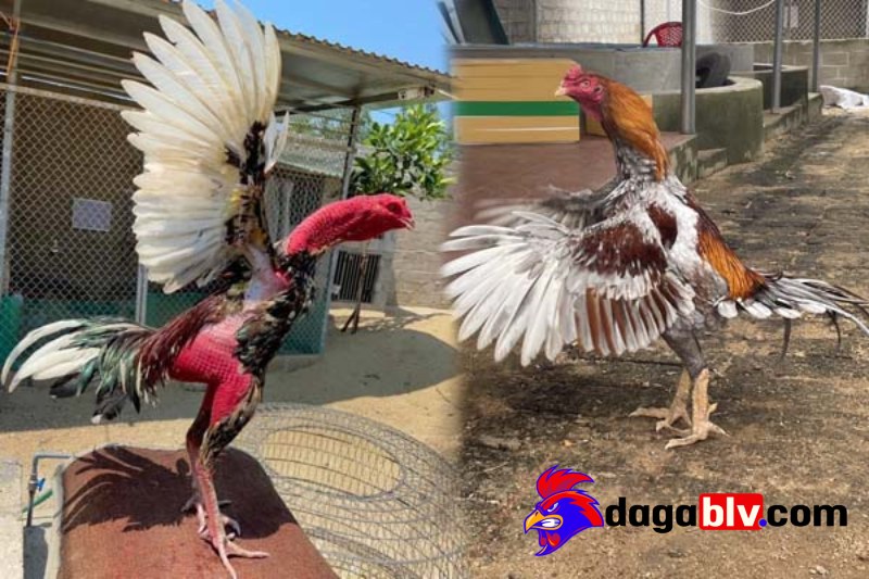 Gà đá lên chuồng là gì?