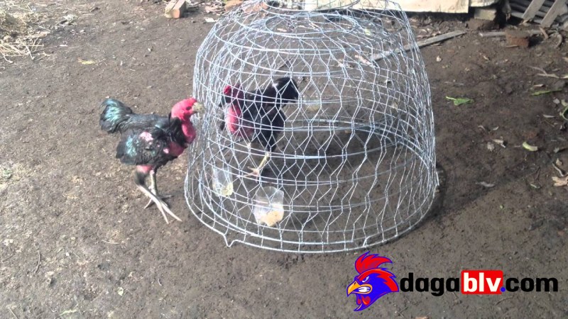 Một số lưu ý khi nuôi gà chọi lên chuồng