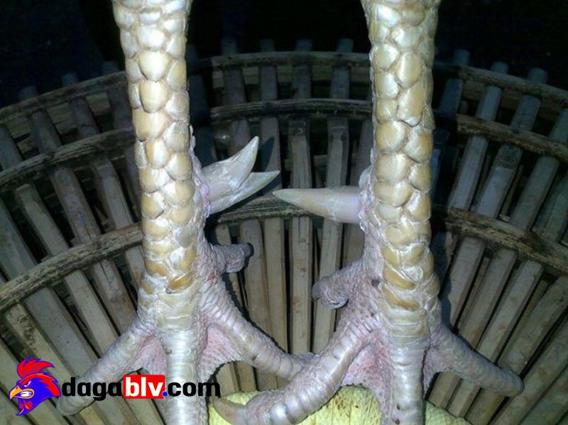 Ưu, nhược điểm của lục định kê
