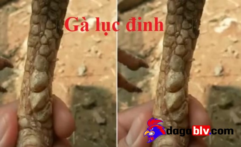 Tổng quan Gà lục đinh và đặc điểm nhận biết