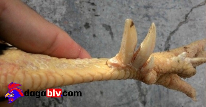 Chăm sóc Lục Đinh kê như thế nào?