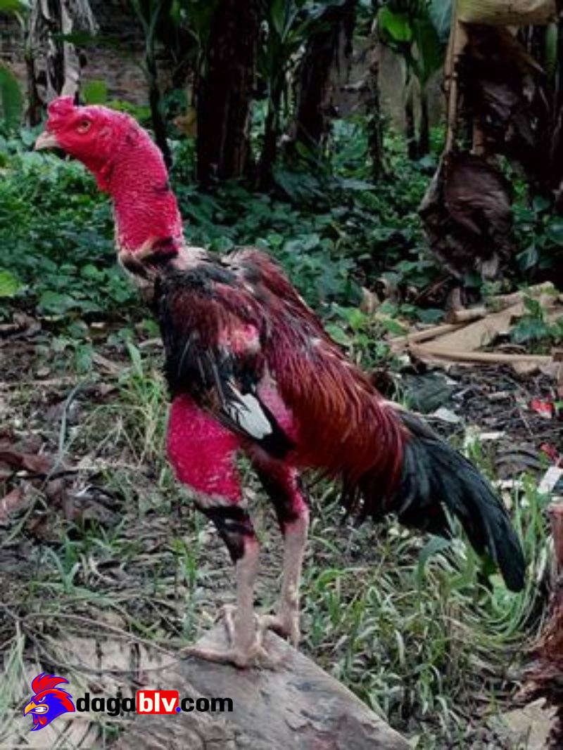 Có nên nuôi gà lục đinh để cho đi đá