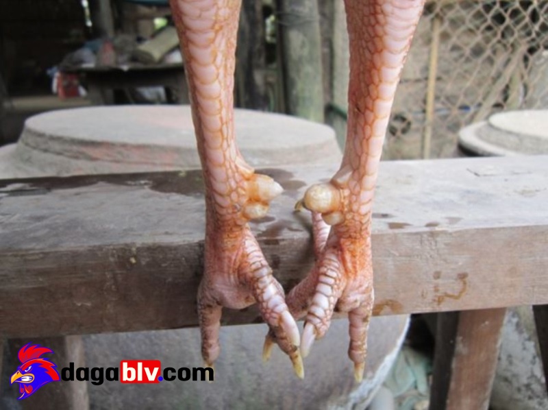 Phân loại những dòng gà lục đinh