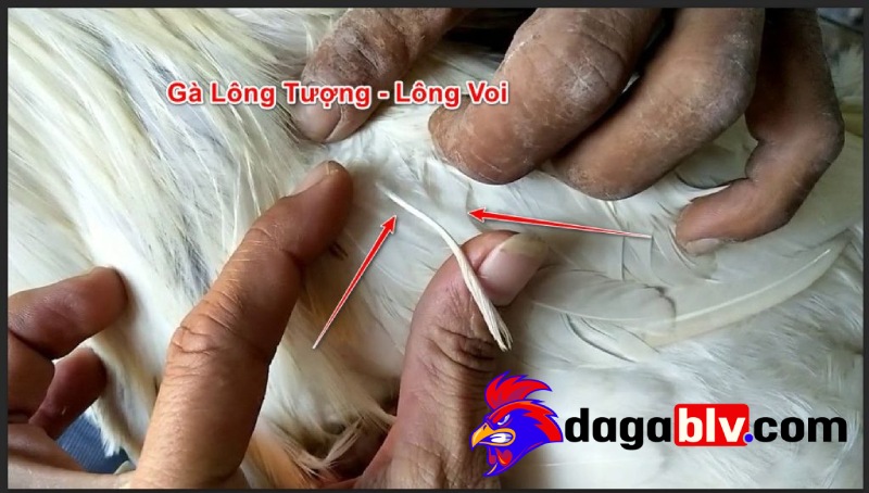 Gà lông voi có giá bán bao nhiêu?