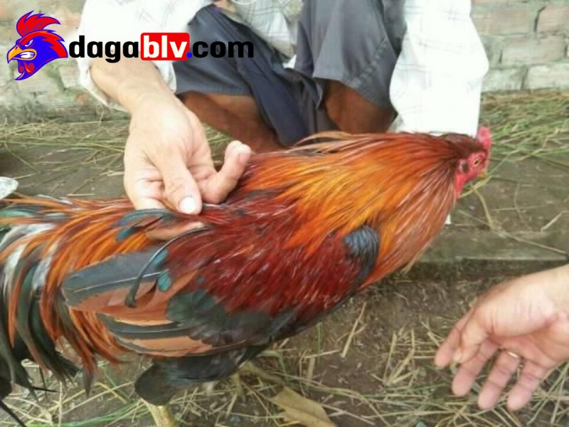 Vì sao gà lông voi được xếp vào hàng linh kê?