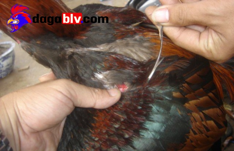 Nuôi Dưỡng Gà Lông Voi: Những Điều Cần Lưu Ý