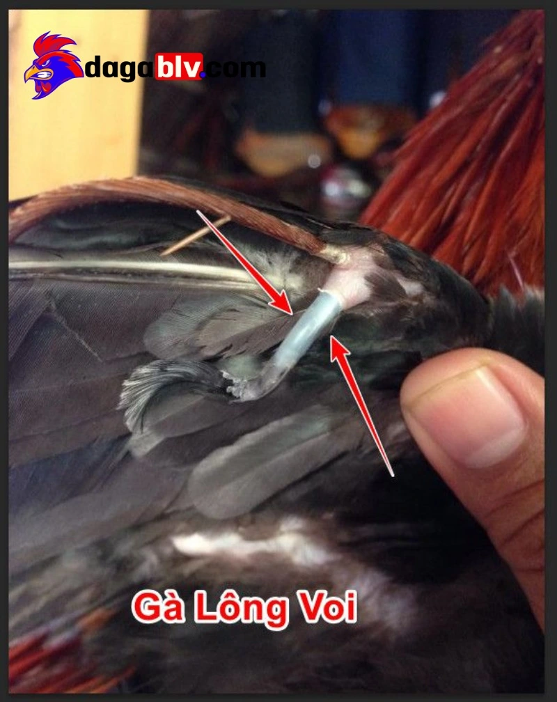 Gà có sức khỏe tốt