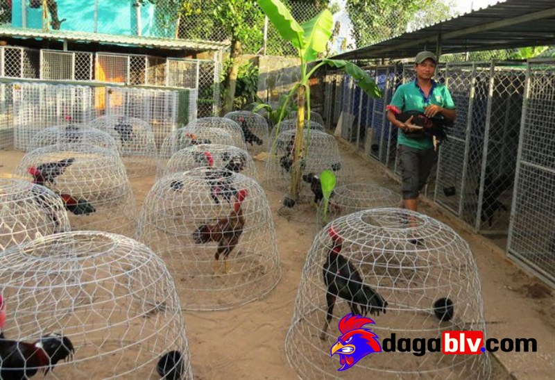 Làm giàu từ chăn nuôi gà đá – Kinh nghiệm nuôi gà đạt hiệu quả cao 4 Làm giàu từ chăn nuôi gà đá – Kinh nghiệm nuôi gà đạt hiệu quả cao Huấn luyện thế nào để gà chọi nhanh chóng thành tài? - Làm giàu từ chăn nuôi gà đá