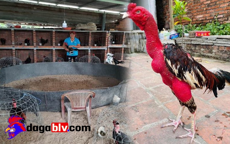 Làm giàu từ chăn nuôi gà đá – Kinh nghiệm nuôi gà đạt hiệu quả cao 1 Làm giàu từ chăn nuôi gà đá – Kinh nghiệm nuôi gà đạt hiệu quả cao Làm giàu từ chăn nuôi chăn gà đá – Chế độ dinh dưỡng cho gà