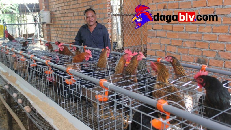 Làm giàu từ chăn nuôi gà đá – Kinh nghiệm nuôi gà đạt hiệu quả cao 2 Làm giàu từ chăn nuôi gà đá – Kinh nghiệm nuôi gà đạt hiệu quả cao Một số lưu ý khi chuẩn bị thức ăn cho gà