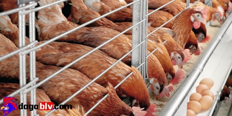 Bệnh EDS trên gà - Dấu hiệu nhận biết và cách chữa trị nên biết 1 Bệnh EDS trên gà - Dấu hiệu nhận biết và cách chữa trị nên biết Bệnh EDS trên gà là gì?