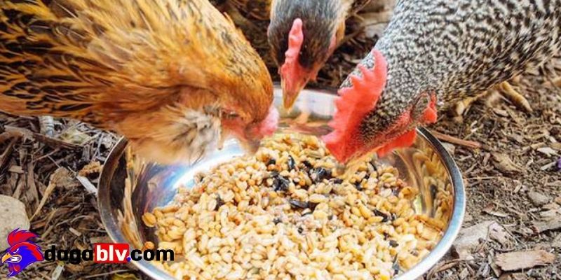 Chữa trị bệnh EDS trên gà kịp thời