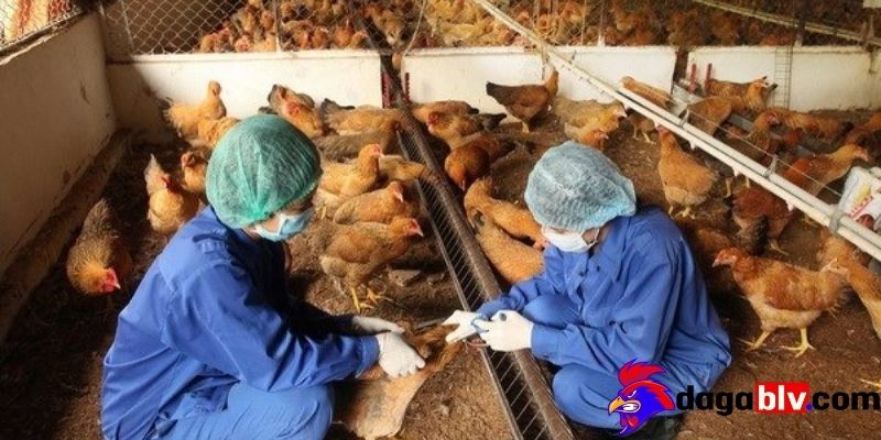 Bệnh EDS trên gà - Dấu hiệu nhận biết và cách chữa trị nên biết 4 Bệnh EDS trên gà - Dấu hiệu nhận biết và cách chữa trị nên biết Biện pháp phòng bệnh EDS trên gà