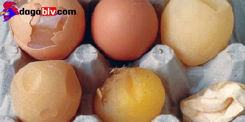 Bệnh EDS trên gà - Dấu hiệu nhận biết và cách chữa trị nên biết 3 Bệnh EDS trên gà - Dấu hiệu nhận biết và cách chữa trị nên biết Dấu hiệu nhận biết và cách chữa trị bệnh kịp thời