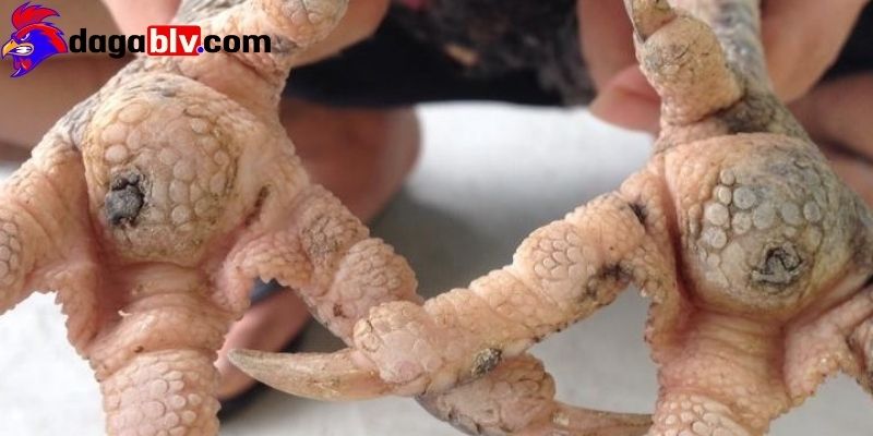 Kiểm tra vết thương và giám sát