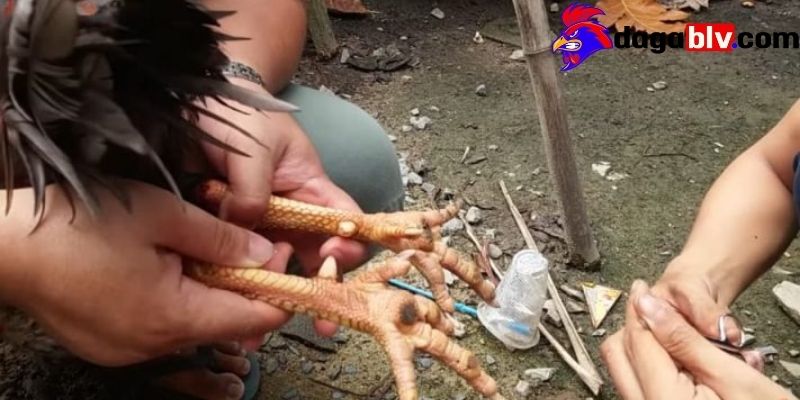 Cách chữa gà bị lậu đế hiệu quả nên biết 3 Cách chữa gà bị lậu đế hiệu quả nên biết Biểu hiện của gà bị lậu đế