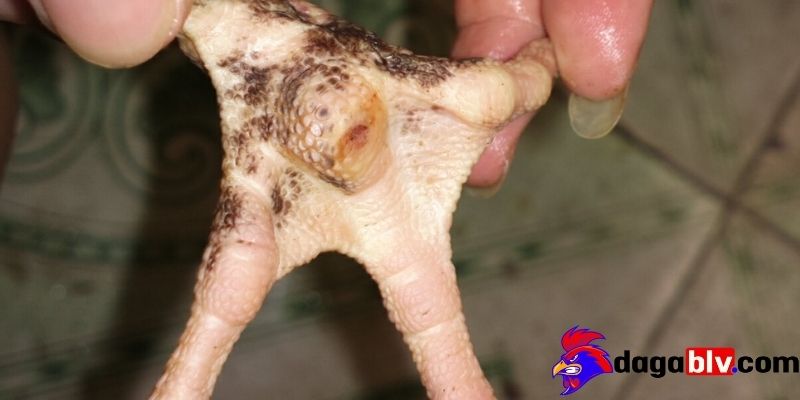 Cách chữa gà bị lậu đế hiệu quả nên biết 1 Cách chữa gà bị lậu đế hiệu quả nên biết Tại sao gà bị lậu đế?