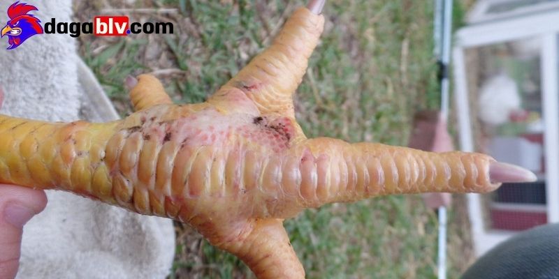 Cách chữa gà bị lậu đế hiệu quả nên biết 2 Cách chữa gà bị lậu đế hiệu quả nên biết Mức độ nghiêm trọng khi gà bị bệnh lậu đế