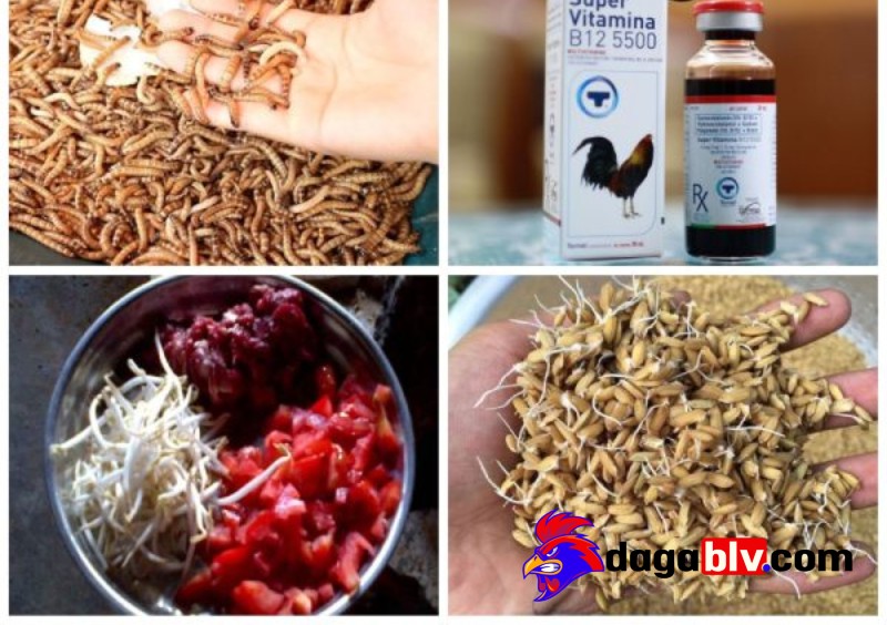 2 cách vô mồi cho gà đá hiệu quả nhất