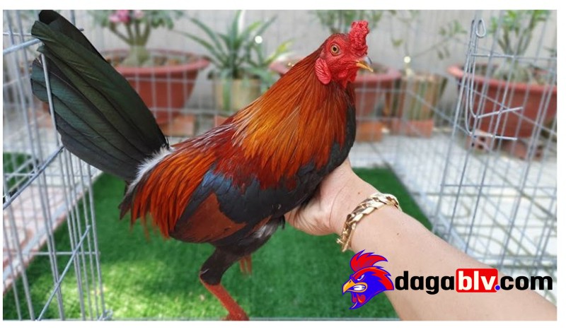 Vô mồi cho gà đá có tác dụng gì?