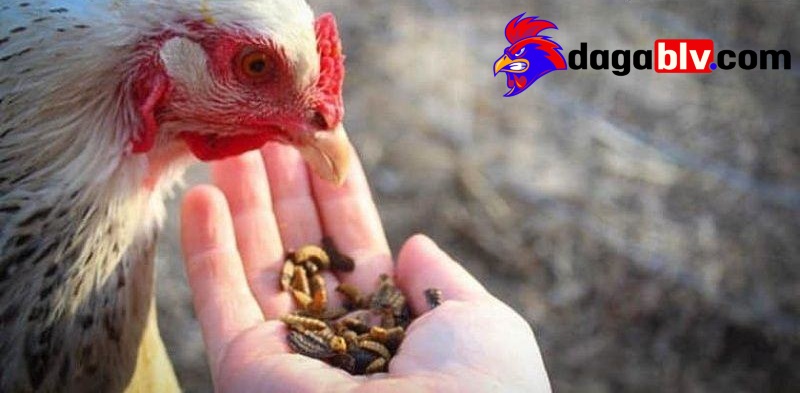 Một số điều cần lưu ý khi vỗ mồi cho gà đá?