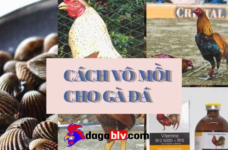 Cách 2: Dùng các loại thuốc để vô mồi cho gà đá