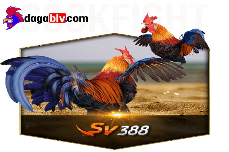 Đá gà SV388 là gì?