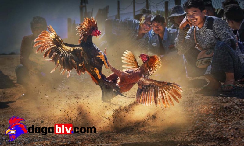 Kinh nghiệm cá cược đá gà sv388 tỷ lệ thắng lớn