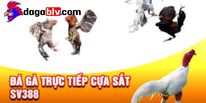Nghiên cứu thành tích của các chiến kê
