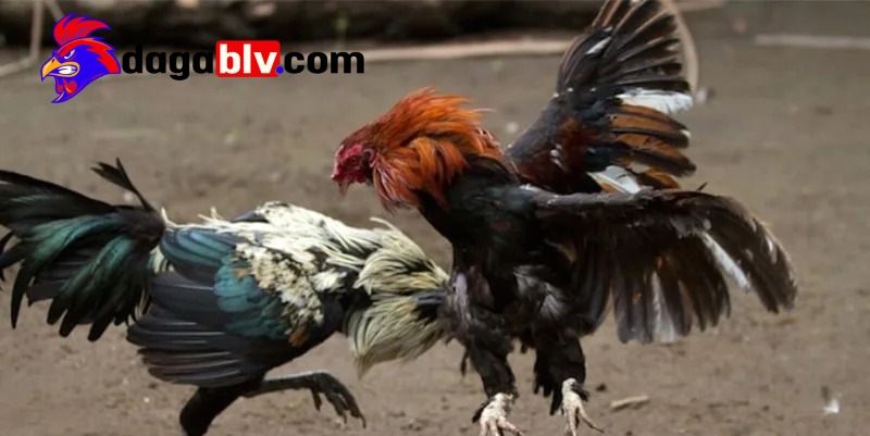 Đá gà trực tiếp Philippines