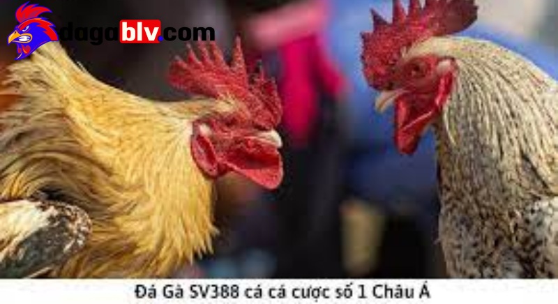 Những hình thức đá gà trực tiếp SV388