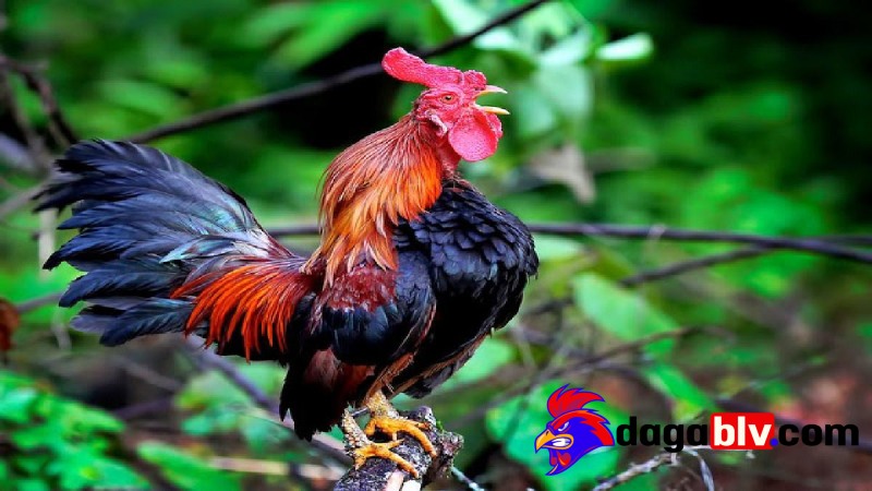 Mua bán gà Cười tại TPHCM