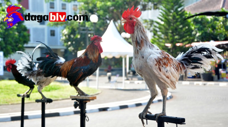 Gà Ayam Ketawa bán ở đâu?