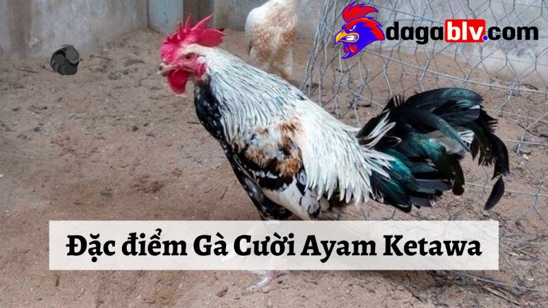 Đặc điểm nhận dạng gà cười Indonesia